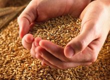غذایی که موجب استحکام استخوان‌ها می‌شود
