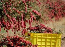تحقق وعده دولت؛ خرید حمایتی زرشک در خراسان جنوبی آغاز شد