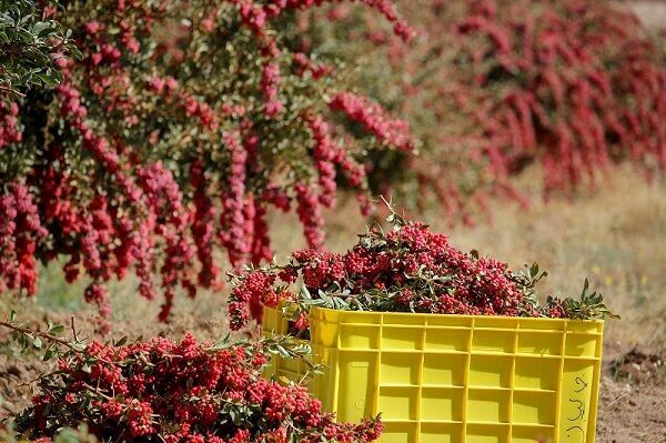 تحقق وعده دولت؛ خرید حمایتی زرشک در خراسان جنوبی آغاز شد