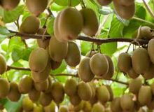 آیا صادرات کیوی به هند متوقف شده است؟