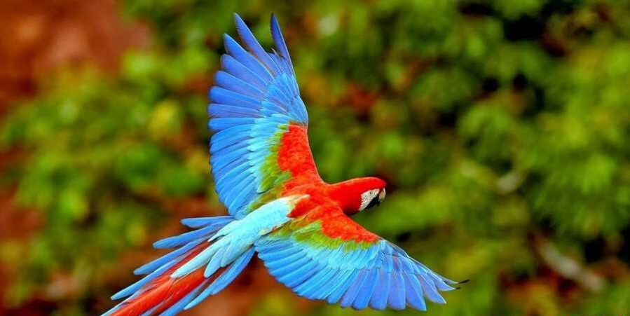 تصاویری از زیباترین و جذابترین طوطی های دنیا